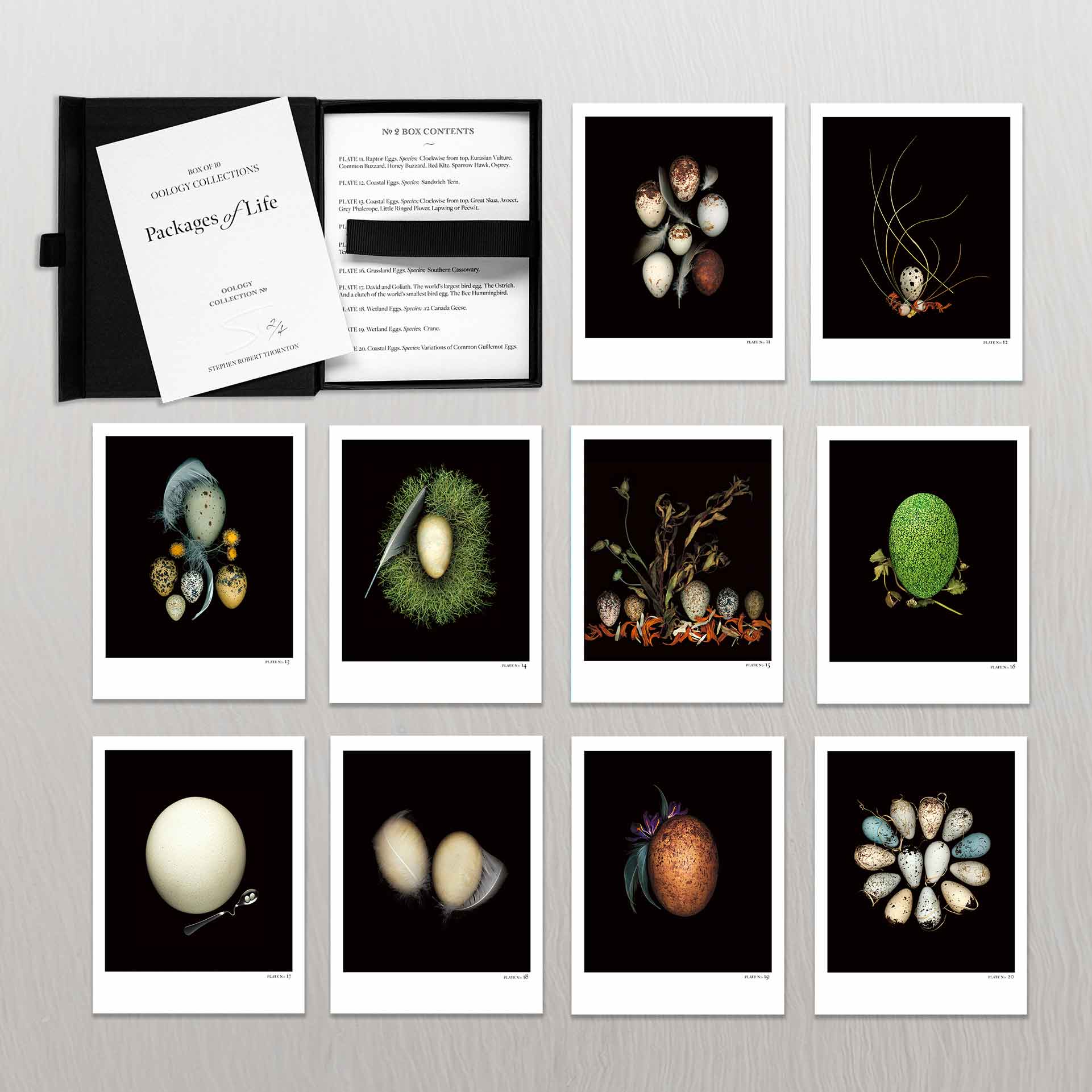 STEPHEN ROBERT THORNTON: PACKAGES OF LIFE - OOLOGY STILL LIFE